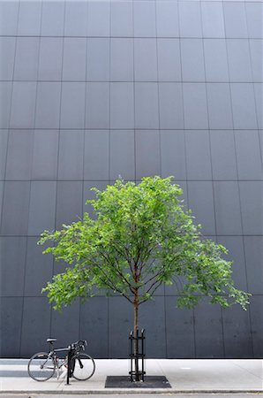 Arbre, New York City, New York, États-Unis Photographie de stock - Rights-Managed, Code: 700-03152741