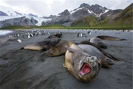 seal - Southern Elephant Seals, South Georgia Island, Antarctica Foto de stock - Con derechos protegidos, Código: 700-03161704