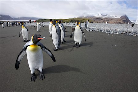 King penguins, South Georgia Island, Antarctica Foto de stock - Con derechos protegidos, Código: 700-03161708