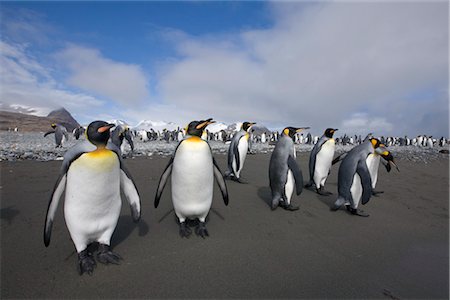 König Penguins, Südgeorgien, Antarktis Stockbilder - Lizenzpflichtiges, Bildnummer: 700-03161709