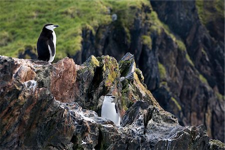 Chinstrap Penguins, South Georgia Island, Antarctica Foto de stock - Direito Controlado, Número: 700-03161711