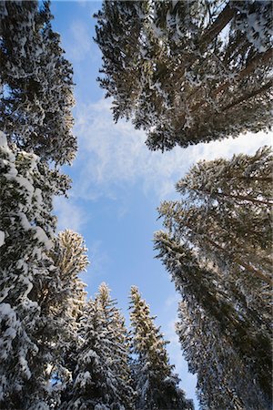 evergreen tree looking up - Looking up at Trees, Arosa, Switzerland Stock Photo - Rights-Managed, Code: 700-03178597
