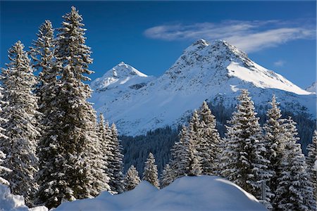 evergreens mountain snow - Scène d'hiver, Arosa, Suisse Photographie de stock - Rights-Managed, Code: 700-03178601