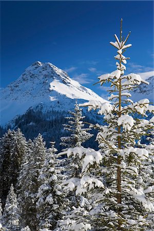 simsearch:700-03448755,k - Bäume im Winter, Arosa, Schweiz Stockbilder - Lizenzpflichtiges, Bildnummer: 700-03178602