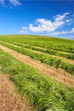 dumfries and galloway - Cut Hay, Dumfries and Galloway, Scotland, UK Foto de stock - Direito Controlado, Número: 700-03178734