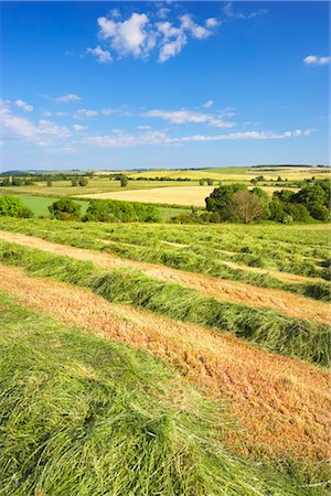 furrow rows - Cut Hay, Dumfries and Galloway, Scotland, UK Stock Photo - Rights-Managed, Code: 700-03178737