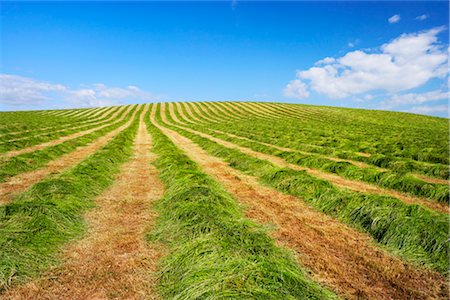 dirt horizon - Cut Hay, Dumfries and Galloway, Scotland, UK Stock Photo - Rights-Managed, Code: 700-03178733