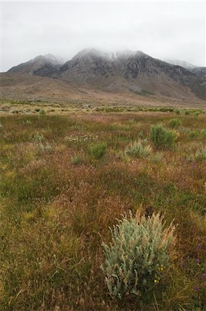 Inyo National Forest, Bishop, Inyo County, California, USA Foto de stock - Con derechos protegidos, Código: 700-03228654