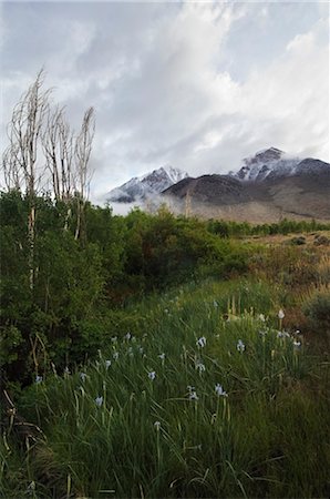 Basin Mountain, Inyo National Forest, Bishop, Inyo County, California, USA Foto de stock - Con derechos protegidos, Código: 700-03228660