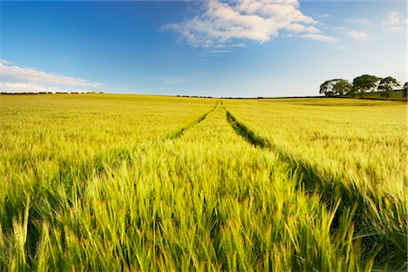Wheat Field, Dumfries & Galloway, Scotland Stock Photo - Rights-Managed, Code: 700-03230042