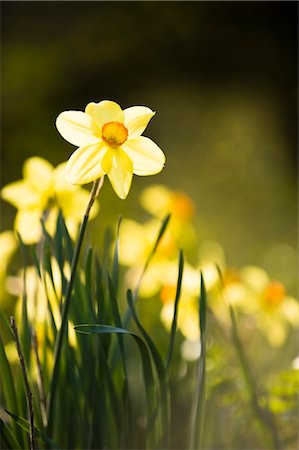 Daffodils, Salzburger Land, Austria Stock Photo - Rights-Managed, Code: 700-03230200