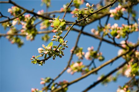 Apple Tree in Blossom, Salzburger Land, Austria Stock Photo - Rights-Managed, Code: 700-03230201