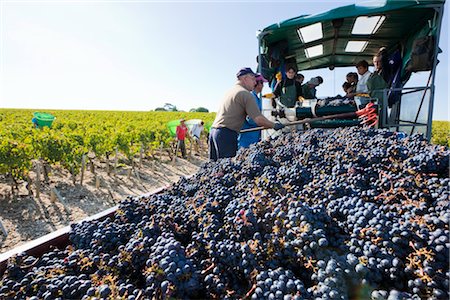 french food and wine - Grape Harvest at Chateau Lynch-Bages, Pauillac, Gironde, Aquitaine, France Stock Photo - Rights-Managed, Code: 700-03244030