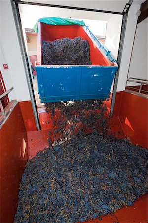 french food and wine - Grape Harvest at Chateau Lynch-Bages, Pauillac, Gironde, Aquitaine, France Stock Photo - Rights-Managed, Code: 700-03244032