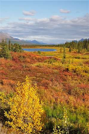 Toundra en couleurs d'automne et de l'Alaska Range, Alaska, USA Photographie de stock - Rights-Managed, Code: 700-03244097