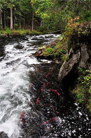 frai - Frai de saumon, chutes de la rivière russe, péninsule de Kenai, Alaska, USA Photographie de stock - Rights-Managed, Code: 700-03244090