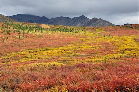 Toundra dans les couleurs de l'automne, le Parc National Denali et Preserve, Alaska, USA Photographie de stock - Rights-Managed, Code: 700-03244124