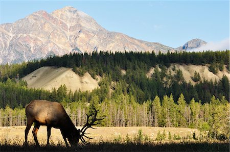 Elk and Pyramid Mountain, Jasper National Park, Alberta, Canada Stock Photo - Rights-Managed, Code: 700-03244127