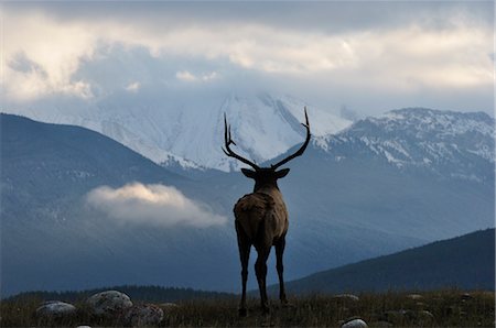 famous mountains in canada - Elk in Jasper National Park, Alberta, Canada Stock Photo - Rights-Managed, Code: 700-03244128