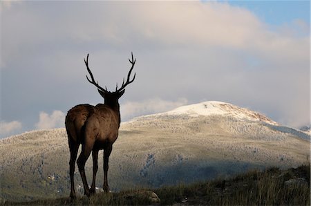 reh - Elk in Jasper National Park, Alberta, Canada Foto de stock - Con derechos protegidos, Código: 700-03244129