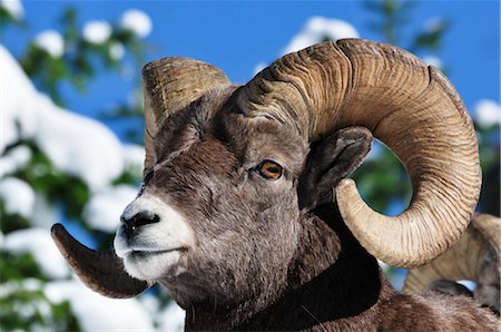 Bighhorn Sheep, Waterton Lakes National Park, Alberta, Canada Foto de stock - Con derechos protegidos, Código: 700-03244171