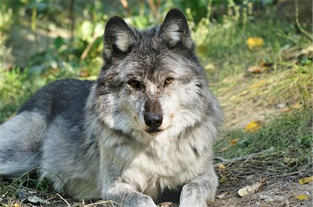 simsearch:700-00170368,k - Portrait of Grey Wolf, Wildlife Centre Near Golden, British Columbia, Canada Foto de stock - Con derechos protegidos, Código: 700-03244203