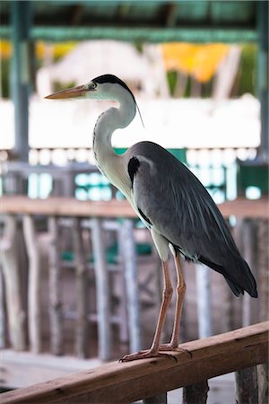 Heron sur la rambarde, Soneva Gili Resort, Lankanfushi Island, North Male Atoll, Maldives Photographie de stock - Rights-Managed, Code: 700-03244253