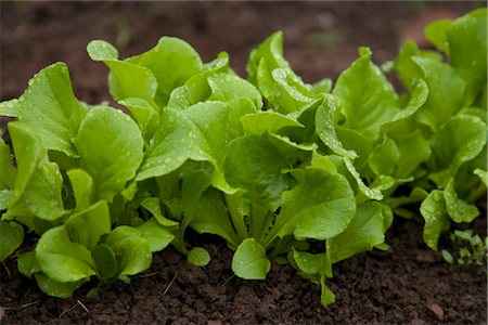 Organic Baby Lettuce Foto de stock - Con derechos protegidos, Código: 700-03240507