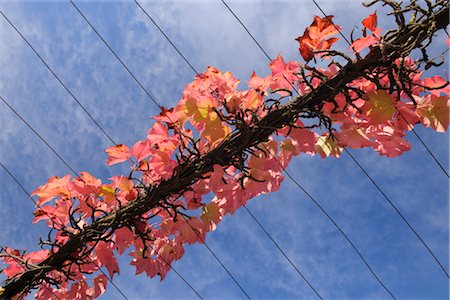 Virginia Creeper sur Arbor Photographie de stock - Rights-Managed, Code: 700-03243982