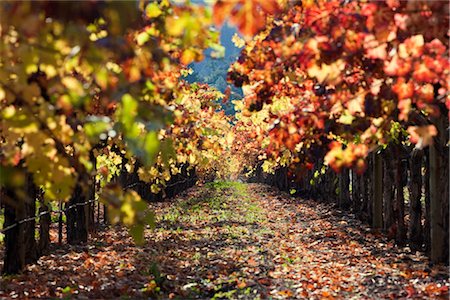 simsearch:700-01111724,k - View of Vineyard in Autumn, Napa Valley, California, USA Foto de stock - Con derechos protegidos, Código: 700-03294972