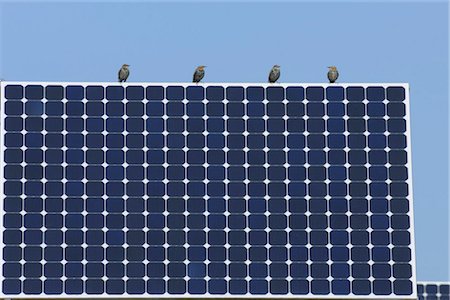 patterns birds - Birds Sitting on Solar Panels, Bavaria, Germany Stock Photo - Rights-Managed, Code: 700-03298850