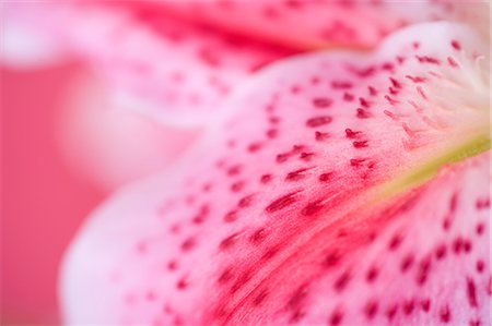 flower macro - Lily Petal Foto de stock - Con derechos protegidos, Código: 700-03298900