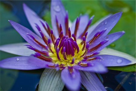 fleur de lotus - Waterlily Foto de stock - Con derechos protegidos, Código: 700-03290251