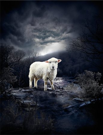 eerie forest - Portrait of Sheep Stock Photo - Rights-Managed, Code: 700-03333171