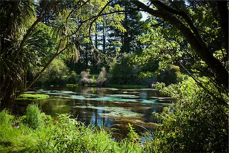 Hamurana Springs, Rotorua, North Island, New Zealand Foto de stock - Con derechos protegidos, Código: 700-03333624