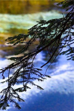 Close-Up of Tree Branch, Hamurana Springs, Rotorua, North Island, New Zealand Stock Photo - Rights-Managed, Code: 700-03333625