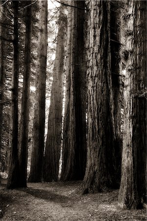 rotorua - Redwood Trees Along Path Leading to Hamurana Springs, Rotorua, North Island, New Zealand Stock Photo - Rights-Managed, Code: 700-03333627