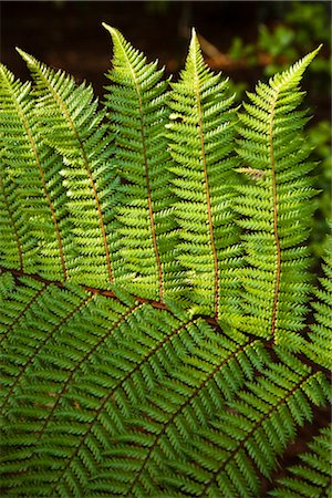 sun leaf - Close-Up of Fern Foto de stock - Con derechos protegidos, Código: 700-03333629