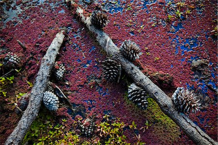 Lichen and Pinecones Foto de stock - Direito Controlado, Número: 700-03333631