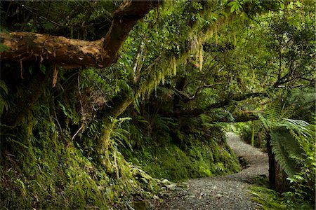 Wombat Lake Walk, Franz Josef Glacier, South Island, New Zealand Foto de stock - Con derechos protegidos, Código: 700-03333648