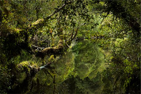 dense - Wombat Lake, près de Franz Josef Glacier, South Island, Nouvelle-Zélande Photographie de stock - Rights-Managed, Code: 700-03333650