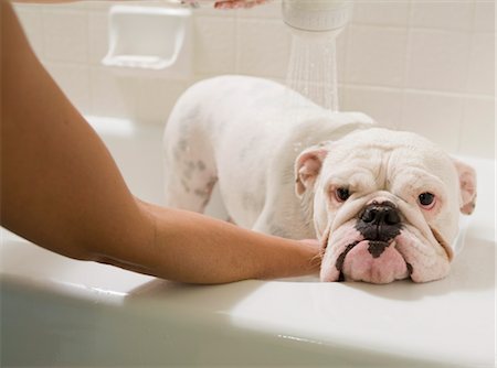 paciente (comportamiento) - Dog Being Washed in Bathtub Foto de stock - Con derechos protegidos, Código: 700-03333721