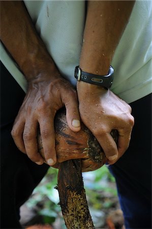 fiyiano - Splitting Coconut, Vanua Levu Island, Fiji, Melanesia Foto de stock - Con derechos protegidos, Código: 700-03367377