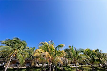 Palm Trees at Resort, Varadero, Cuba Stock Photo - Rights-Managed, Code: 700-03368361