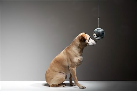 discotequero - Dog and Disco Ball Foto de stock - Con derechos protegidos, Código: 700-03368394
