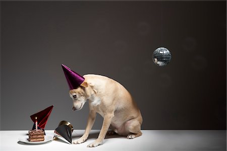 sad dogs - Dog and Wearing Birthday Hat Stock Photo - Rights-Managed, Code: 700-03368398