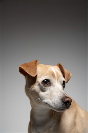 simsearch:700-03368400,k - Portrait de chien Photographie de stock - Rights-Managed, Code: 700-03368390