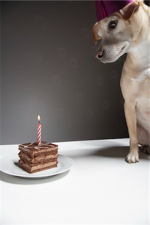 Dog and Wearing Birthday Hat Foto de stock - Con derechos protegidos, Código: 700-03368405