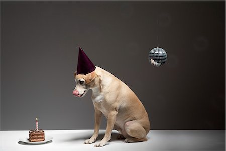 Dog and Wearing Birthday Hat Stock Photo - Rights-Managed, Code: 700-03368401