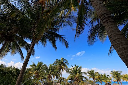 Beach, Varadero, Matanzas Province, Cuba Stock Photo - Rights-Managed, Code: 700-03368410